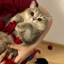 P I N T E R E S T P E L I N C A L I S K A N Sevimli Kedi Yavrulari Sevimli Kediler Sevimli Hayvan Yavrulari