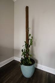 Maybe you would like to learn more about one of these? How To Make A Diy Pothos Moss Pole