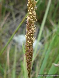 Image result for Eragrostis paniciformis