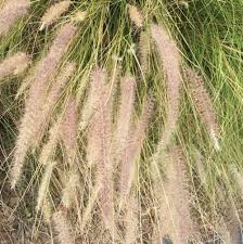 Image result for Cenchrus polystachios