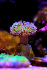 Image result for Sarcophyte