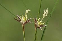 Image result for Juncus lomatophyllus