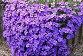 Deer resistant shade flower seeds. 50 Aubrieta Cascade Purple Rock Cress Easy Perennial Etsy In 2021 Easy Perennials Perennials Ground Cover