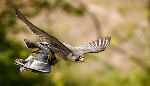 Its breast is finely barred. Peregrine Falcons Are The Top Birds In Town Natural History Museum