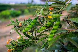 Image result for Cajanus cajan