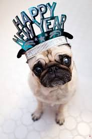 Petlovers Feliz Ano Nuevo Espero Que Hayan Disfrutado Junto A Sus Engreidos Cute Pugs Pugs Pug Love
