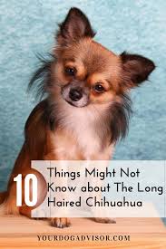 A long haired chihuahua puppy, or full grown dog, can be moderately difficult to train. The Long Haired Chihuahua 10 Things You Might Not Know Your Dog Advisor