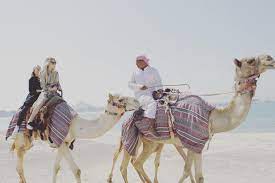 Original lyrics of song within a song song by camel. Avril Lavigne Abu Dhabi Camel Ride On The Beach Facebook