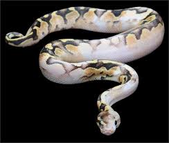 Pin On Snakes