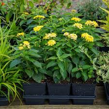 Image result for Lantana ukambensis