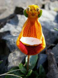 Blumenarten Die Wie Tiere Und Vogel Aussehen Blumenarten Blumen Pflanzen Exotische Pflanzen