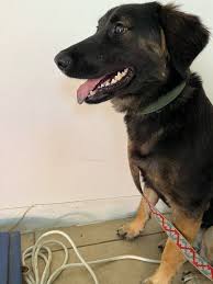 Any vets that do home visits? My dog does not react well to other dogs  (great with people though).