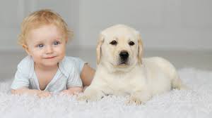 Dogs And Babies When Two Worlds Collide Coping With The Transition