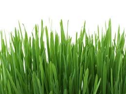 Zielony eliksir piękna z trawą owsianą w roli głównej