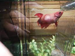 480 x 640 jpeg 40 кб. Hi Can Someone Help With My Betta Fish I Am Not Sure If She Is Pregnant Fat Or With Hypoxia Any Advice Aquarium