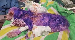 A whole new world of quality grooming supplies, equipment. Dog Brought Into Shelter Suffering From Severe Burns Due To Hair Dye