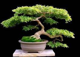 Watering Bonsai How Difficult Could It Be Bonsai Tree Indoor Bonsai Tree Bonzai Tree