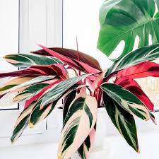 Image result for stromanthe