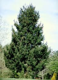 We did not find results for: Norway Spruce 2 Year Old 6 12 Seedlings Norway Spruce Fast Growing Evergreens Norway Spruce Tree