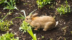 Ein beliebiger draht mit 2,5 cm großen löchern hält die kaninchen zuverlässig aus deinem garten fern. Ultraschall Gegen Kaninchen Wirkung Im Test Friedliche Abwehr