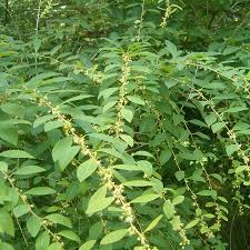 Image result for Flueggea