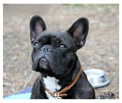 Learn more about balmoral border collies in california. 7 French Bulldog Clubs In America French Bulldog 101