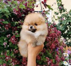 Pomeranian Puppies For Mini Pomeranian Pups Australia Facebook