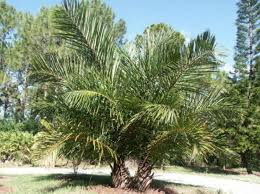 Image result for Raphia farinifera