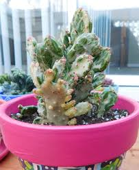 Joseph's coat is a tender perennial grown for its beautiful foliage. Opuntia Monacantha Variegata Joseph S Coat With One Section Almost Entirely Blonde Succulents