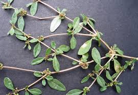 Image result for Gisekia