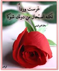 غرست وردا لكنه استحال من دونك شوكا جلال الدين الرومي rose plants