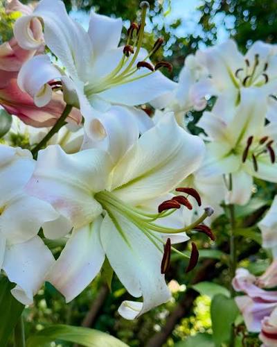 Happy Wednesday everyone! Have a great day!  #lilies #lily #gardening  #whiteflowers #flowers #flowerlovers #gardeningtips #gardeninspiration