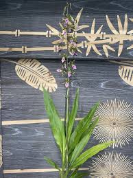 Image result for Eulophia elegans