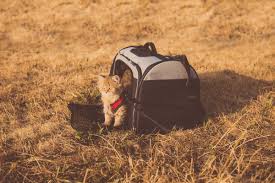 During this time it is very important to keep the dog in a quiet environment to get maximum sedative effect. How To Fly With A Cat Carriers Regulations And Pricing