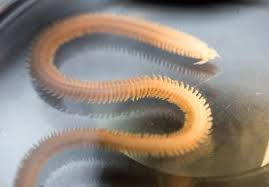 Image result for Polystachya polychaete