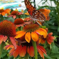 Our is a family owned business that provides personalized customer service. The Family Tree Garden Center 1983 Main Street E