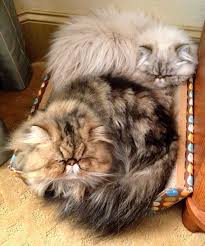 Pin On Cat Breeds