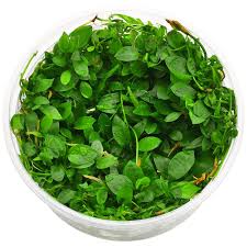 Image result for Ranalisma