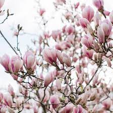 Flowering magnolia tree flowers on the background of the spring sky. Saucer Magnolia Care And Growing Guide