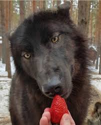 A Wolf Being Fed A Strawberry Said Wolf Does Not Seem To Know What To Do With Said Strawberry Wolf Dog Wolf Wolf Husky