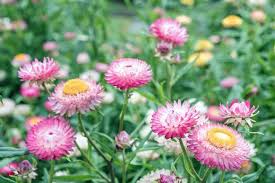 How To Grow And Care For Strawflowers Gardener S Path