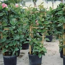 Image result for Coleus lasianthus