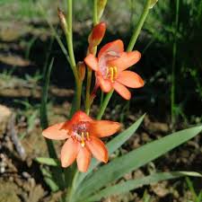 Image result for Tritonia moggii