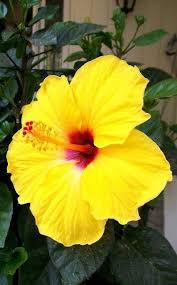 Der Anbau Von Hibiskus Ist Eine Sehr Einfache Moglichkeit Ihrem Garten Ein Exotisches Flair Zu Verleihen W Hibiscus Pflanze Hibiskus Gelbe Blumen