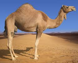 Camel | the animal facts. Camel Pictures And Facts