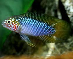 Tehdit altında olmayan tür, nadiren akvaryumlarda yetiştirilir. Green Chapter List Of Apistogramma Dwarf Cichlid Killies Facebook