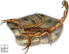 Florida, southern georgia, including coastal islands, southeastern alabama. this is the original centruroides vittatus, described back in 1821. 9 Best Illustrations Of Scorpions Ideas Scorpion Line Art Art