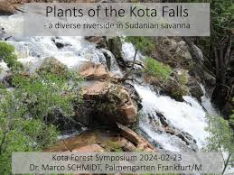 Image result for Ancylobothrys amoena