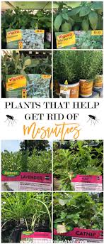 Getting rid of mosquitoes involves repelling existing mosquitoes in and around your home and killing mosquito larvae and live mosquitoes. 5 Tips For Controlling Mosquitoes Bugs This Summer Plants Citronella Plant Mosquito Plants