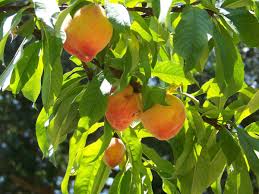 Water thoroughly the first year of planting to establish a strong root system. When To Prune Peach Trees Orlando Sentinel